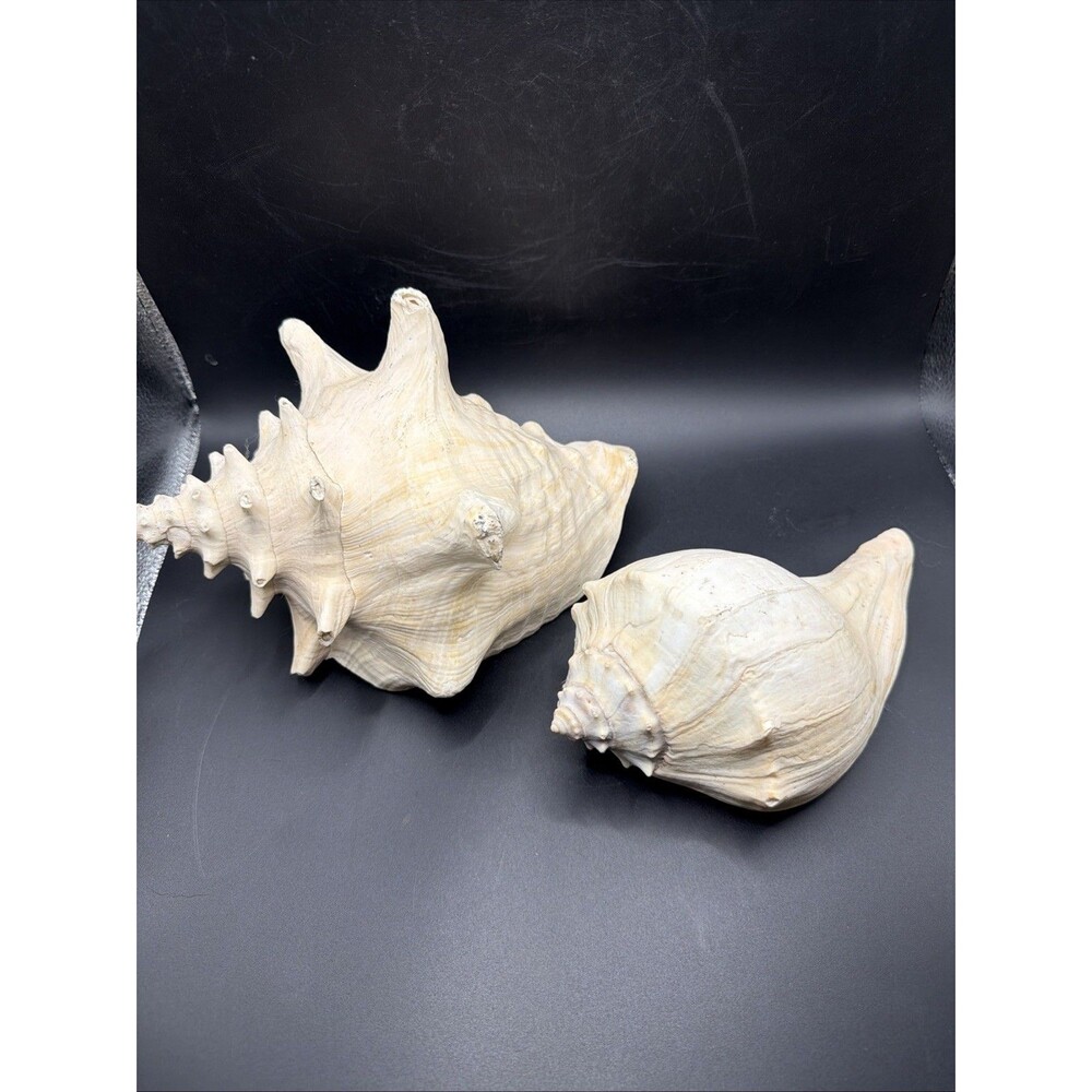 Large Natural 9” Conch Shell And 8” Whelk Shell Decor Aquarium Beach Nautical